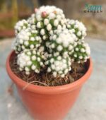 Mammillaria vetula 'Arizona Snowcap' cactus covered in dense, white, woolly spines and showing an annual crown of pink-to-yellow flowers.