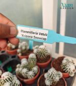 Mammillaria vetula 'Arizona Snowcap' cactus covered in dense, white, woolly spines and showing an annual crown of pink-to-yellow flowers.