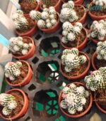 Mammillaria vetula 'Arizona Snowcap' cactus covered in dense, white, woolly spines and showing an annual crown of pink-to-yellow flowers.