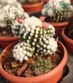Mammillaria vetula 'Arizona Snowcap' cactus covered in dense, white, woolly spines and showing an annual crown of pink-to-yellow flowers.