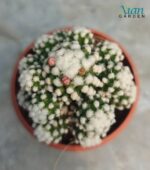 Mammillaria vetula 'Arizona Snowcap' cactus covered in dense, white, woolly spines and showing an annual crown of pink-to-yellow flowers.