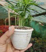 Lush, healthy Parlor Palm (Chamaedorea elegans) in a decorative pot, showcasing dark green fronds.