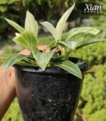 Close-up of the variegated leaves on a Birkin Galaxy Indoor Plant.