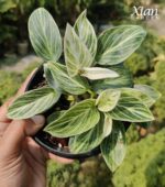 Healthy Birkin Galaxy Indoor Plant in a 4.5-inch nursery pot.