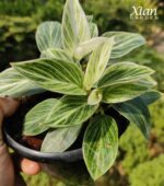 Multiple saplings of a Birkin Galaxy Indoor Plant growing together.