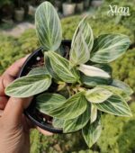 New leaf unfurling on a Birkin Galaxy Indoor Plant.