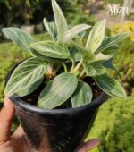 A Birkin Galaxy Indoor Plant displayed on a modern wooden shelf.
