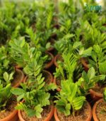 Green ZZ Plant - Image 5