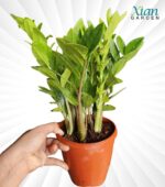 Green ZZ Plant