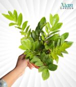 Green ZZ Plant - Image 3