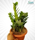 Green ZZ Plant - Image 2