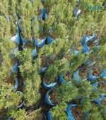 Needle-like leaves showing Potted Rosemary plant health.
