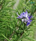 Healthy green bush for Potted Rosemary plant care.