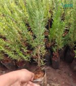 Using herbs from Potted Rosemary plant care.