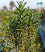 Size reference for Rosemary plant care.