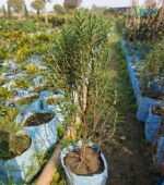 Well-draining soil for Potted Rosemary care.