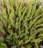 Sunlight requirement for Potted Rosemary plant.