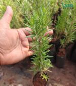 New stems during Potted Rosemary plant care.