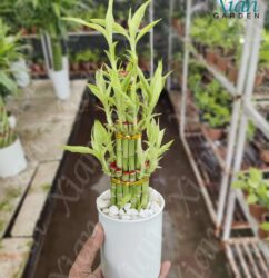 Multiple lucky bamboo stalks in low light office setting