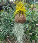 Yellow air plant growing without soil in bright light