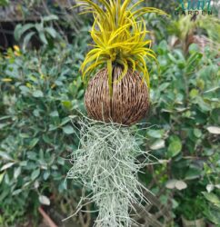 Yellow air plant growing without soil in bright light