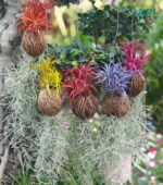 All five air plant colors displayed together