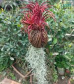 Red air plant variety for indoor decoration