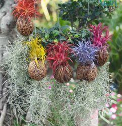 All five air plant colors displayed together