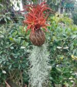 Orange and pink air plant no soil arrangement
