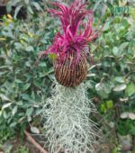 pink air plant no soil arrangement