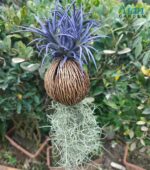 Blue air plant no soil mounted display