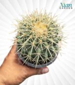 A healthy, ribbed Golden Barrel Cactus with vibrant yellow spines in a sunny indoor setting.