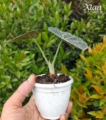 Alocasia black velvet leaf texture close-up detail