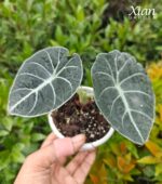 Black velvet alocasia with striking silver veins