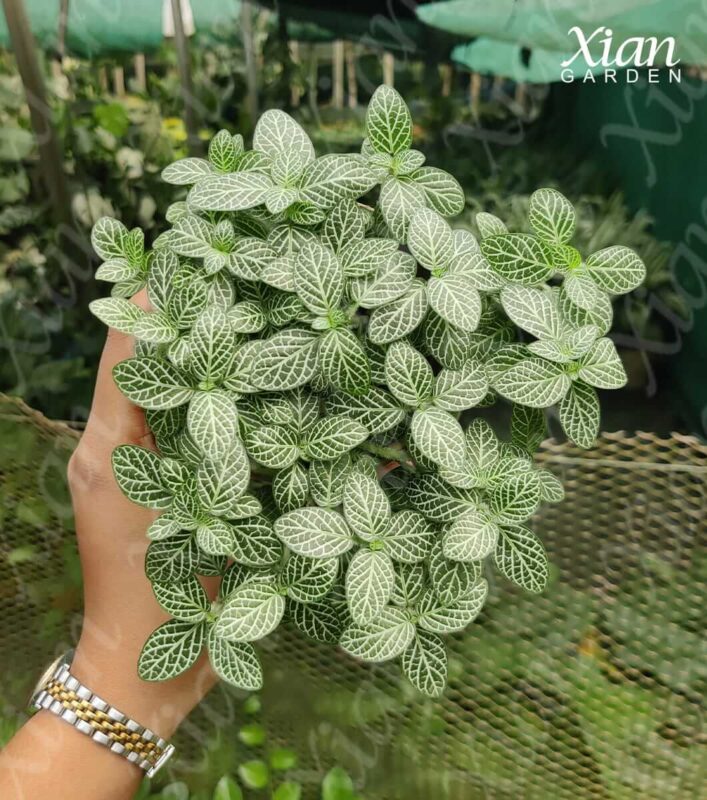 Close-up of a healthy Fittonia albivenis White indoor plant showing intricate white and green leaf patterns